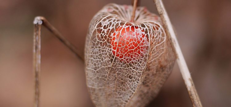 L'éveil de la Forêt des Ombres recommandé par l’équipe de Short édition ! L'éveil de la Forêt des Ombres recommandé par l’équipe de Short édition !
