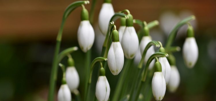 photo de perce-neige